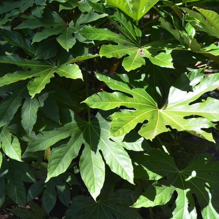 Japanese Fatsia (Fatsia japonica) — reference photo