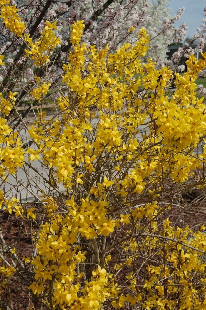 Lynwood Gold Border Forsythia (Forsythia × intermedia 'Lynwood gold') — reference photo