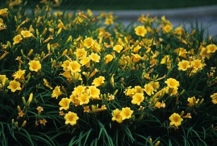 Stella d'Oro Daylily (Hemerocallis 'Stella d'oro') — reference photo