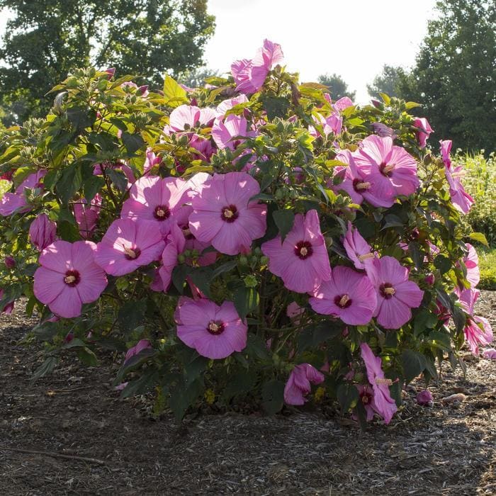 Head Over Heels(R) Desire(TM) Hibiscus (Hibiscus moscheutos 'RutHib4' ppaf) — reference photo