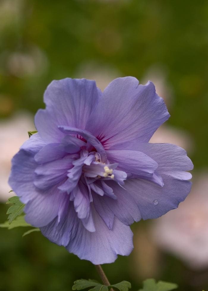 Blue Chiffon Hibiscus (Hibiscus syriacus 'Blue chiffon') — reference photo