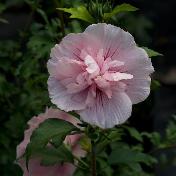 Pink Chiffon Hibiscus (Hibiscus syriacus 'Pink chiffon'- buds & blooms) — reference photo