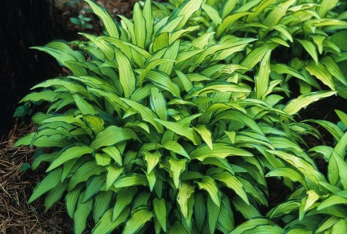 Kabitan Hosta (Hosta 'Kabitan') — reference photo