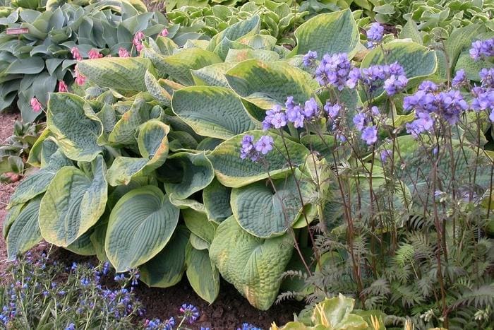 Frances Williams Hosta (Hosta 'Frances williams) — reference photo