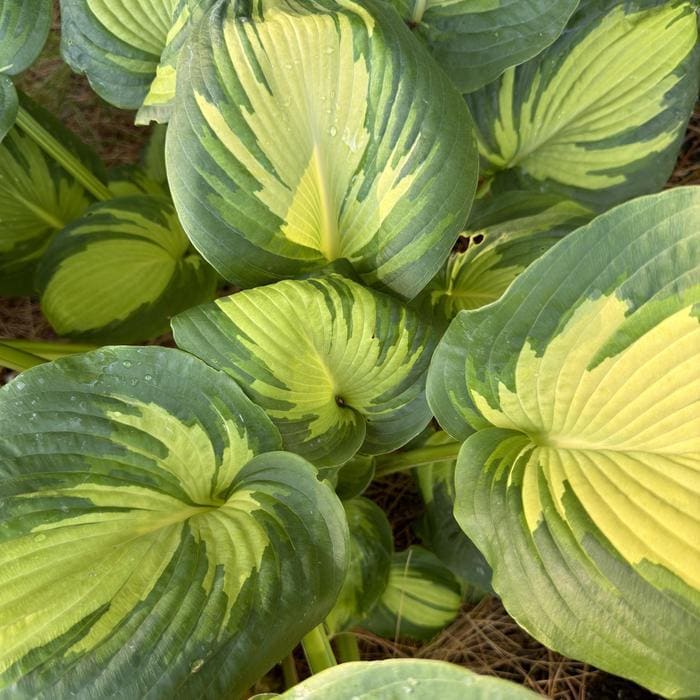 Great Expectations Hosta (Hosta 'Great expectations') — reference photo