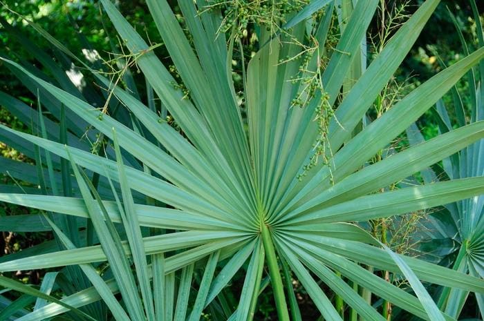 Dwarf Palmetto (Sabal minor) — reference photo