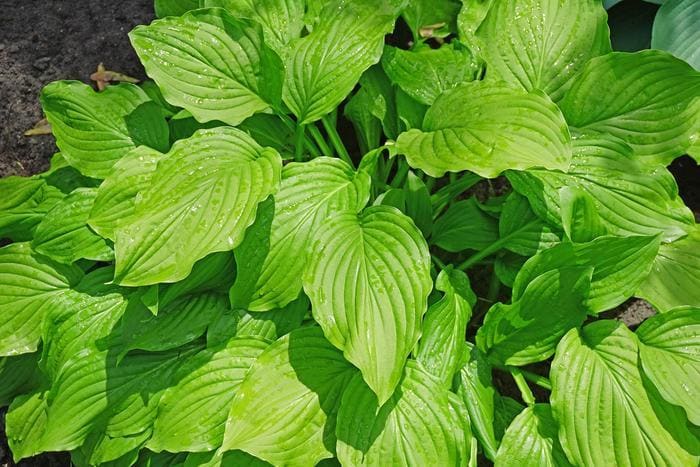 Honeybells Hosta (Hosta 'Honeybells') — reference photo