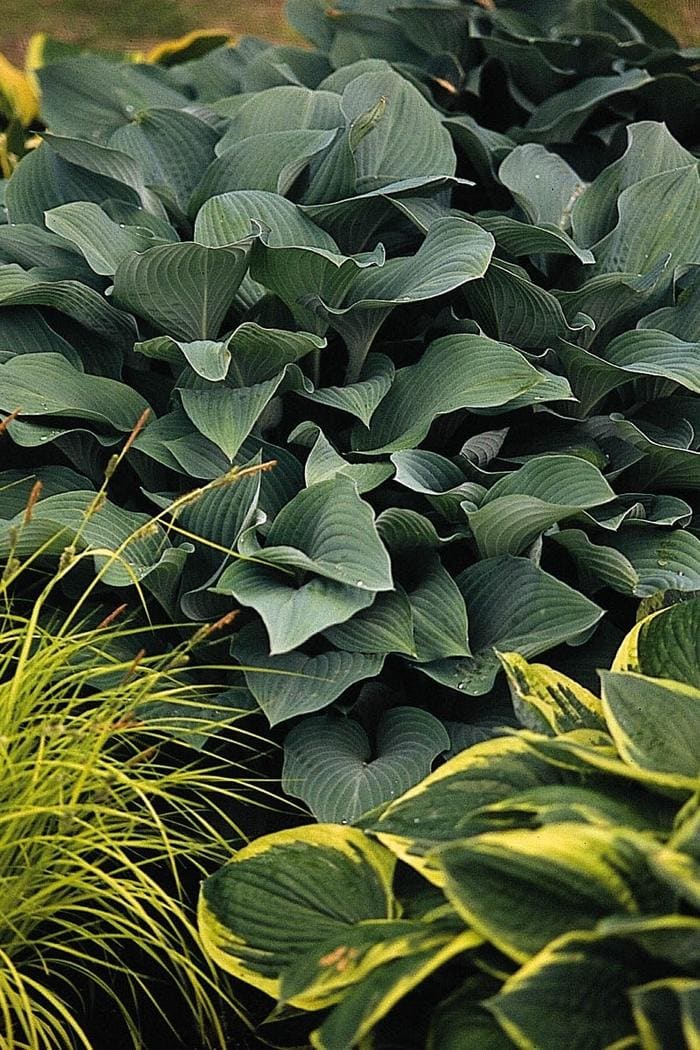 Krossa Regal Hosta (Hosta 'Krossa regal') — reference photo