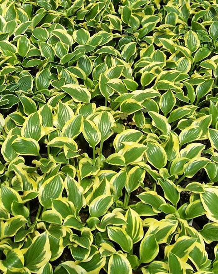 Queen Josephine Hosta (Hosta 'Queen josephine') — reference photo