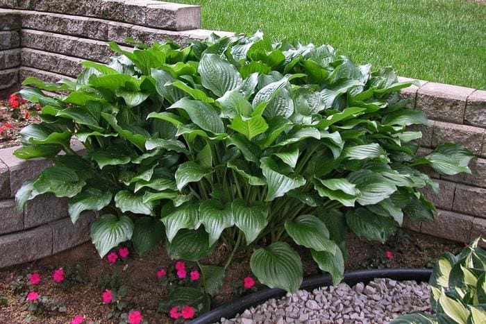Royal Standard Hosta (Hosta 'Royal) — reference photo