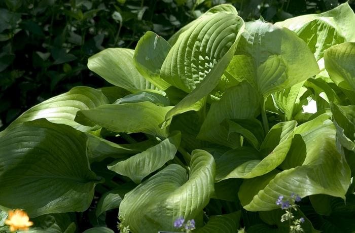 Sum & Substance Hosta (Hosta 'Sum & substance') — reference photo