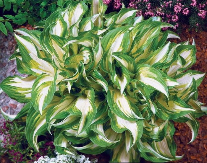 Variegated Wavy Leaf Hosta (Hosta undulata 'Medio variegata') — reference photo