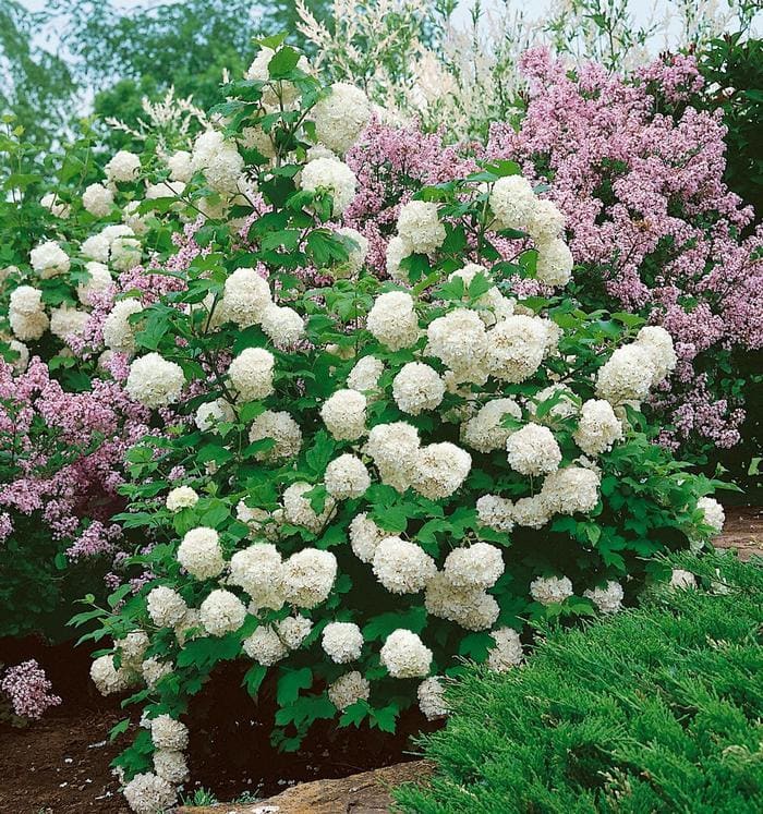 Chinese Snowball Viburnum (Viburnum macrocephalum) — reference photo