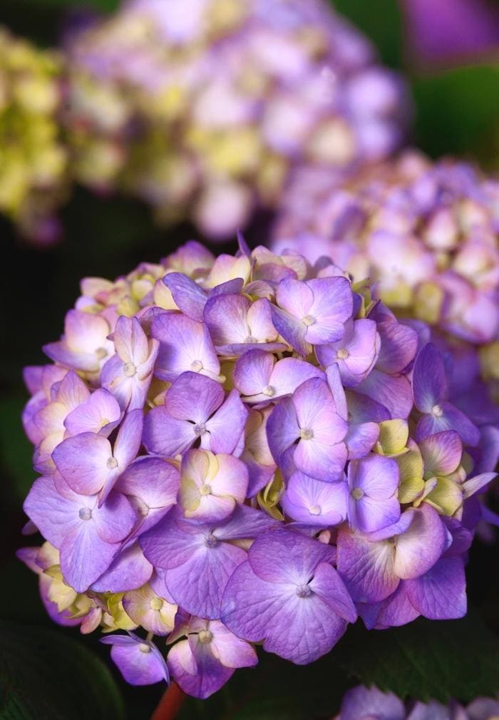 Endless Summer(R) Hydrangea PP#15298 (Hydrangea macrophylla endless summer(r) pp#15298) — reference photo