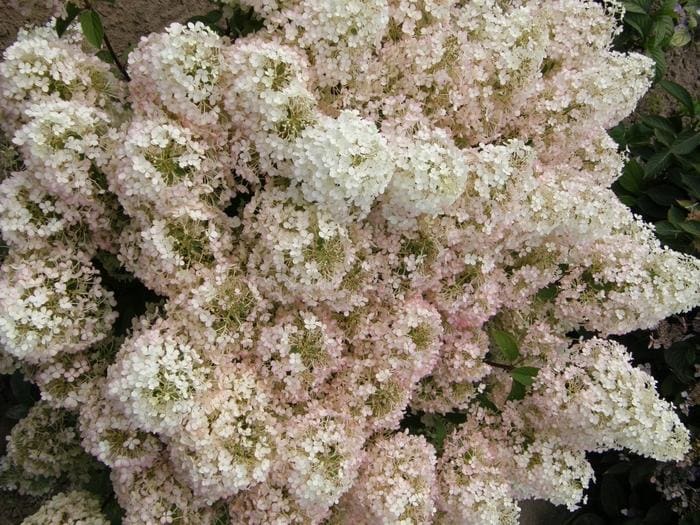 Sweet Starlight(TM) Hydrangea (Hydrangea paniculata 'Pan1782hydr' ppaf) — reference photo