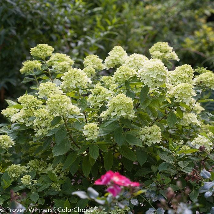 Little Lime Punch Hydrangea (Hydrangea paniculata little lime punch) — reference photo