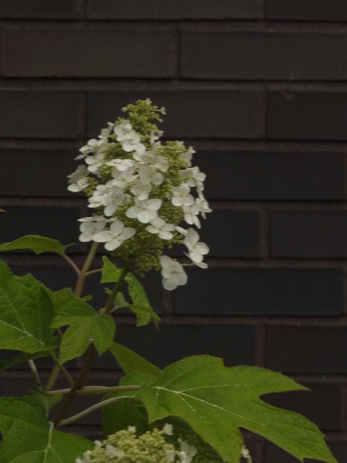 Ruby Slippers Dwarf Oakleaf Hydrangea PP#4458- (Hydrangea quercifolia 'USNA 74836') — reference photo