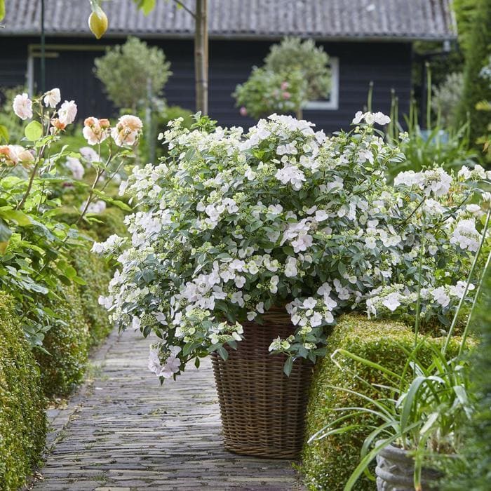 Fairytrail Bride(R) Cascade Hydrangea(R) (Hydrangea × 'USHYD0405' pp31120) — reference photo