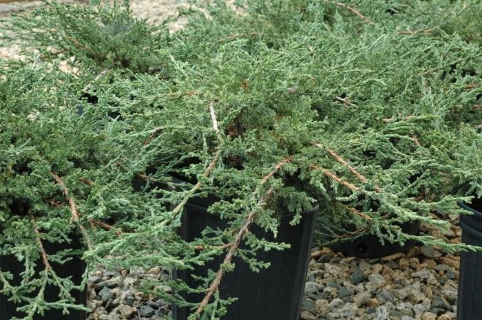 Variegated Hollywood Juniper (Juniperus chinensis 'Kaizuka variegated') — reference photo