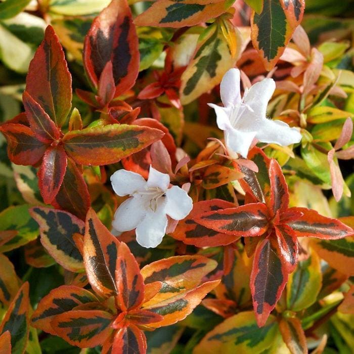 Radiance Abelia PP#21929 (Abelia × grandiflora 'Radiance' pp#21929) — reference photo
