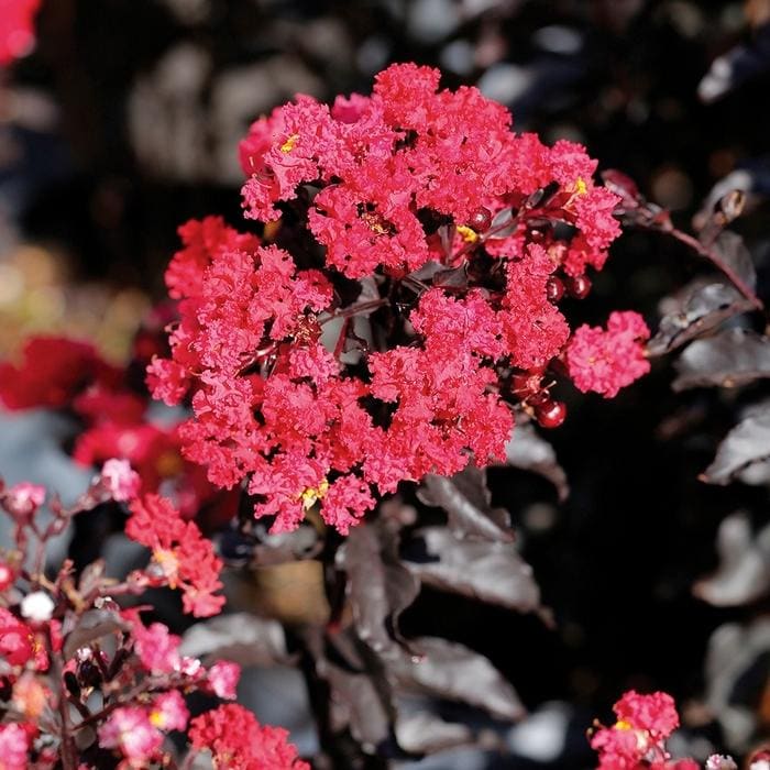 Thunderstruck(TM) White Lightening(TM) Crapemyrtle (Lagerstroemia × 'JM4' pp 31534) — reference photo