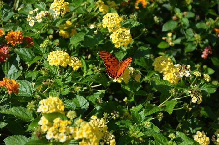 Chapel Hill Gold Lantana (Lantana camara 'Chapel hill gold' ppaf) — reference photo