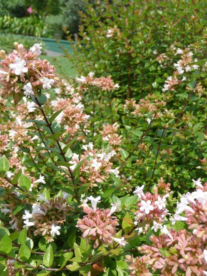 Rose Creek Abelia (Abelia × 'Rose creek') — reference photo