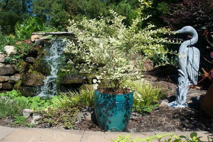 Swift Creek Privet (Ligustrum sinense 'Swift creek') — reference photo