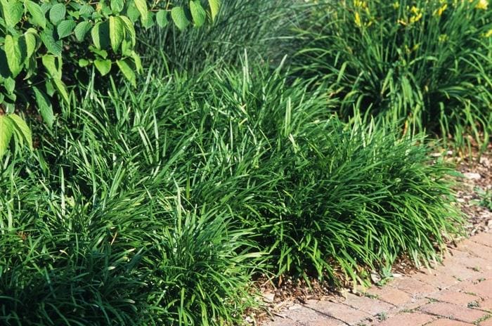 Creeping Lilyturf (Liriope spicata) — reference photo