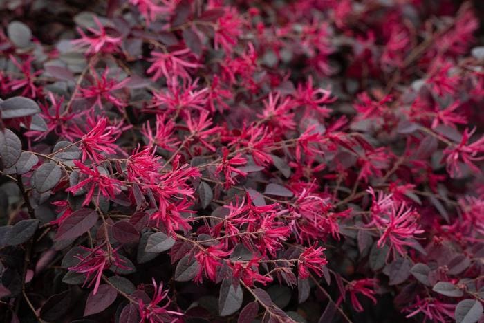 Cerise Charm Loropetalum PP#23176 (Loropetalum chinensis v.r. 'Kurobijin' pp#23176) — reference photo