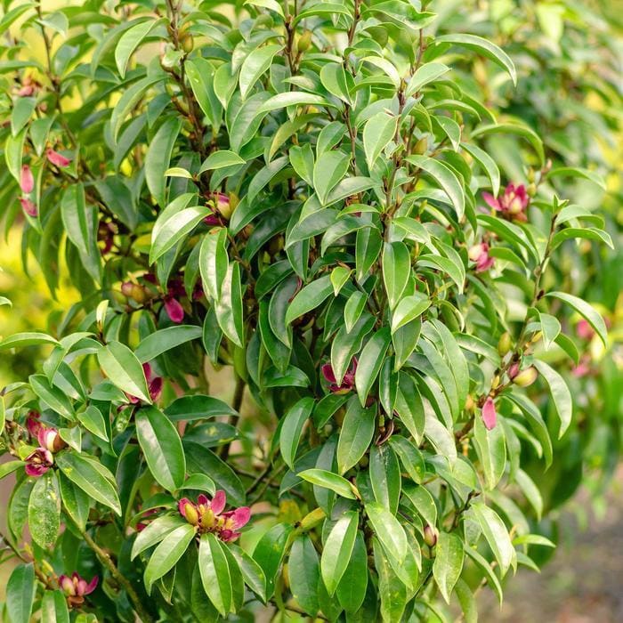 Stellar Ruby Magnolia (Magnolia 'Stellar ruby') — reference photo