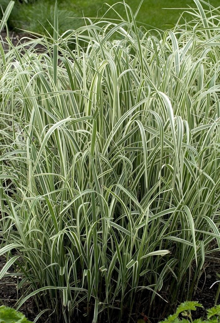 Variegated Maiden Grass (Miscanthus sinensis 'Variegatus') — reference photo