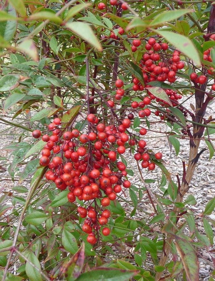 Obsession(TM) Nandina PP#21891 (Nandina domestica obsession(tm) pp#21891) — reference photo