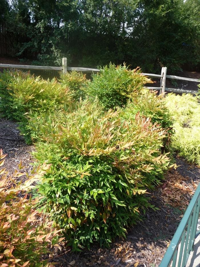 Gulf Stream(TM) Nandina PP#5656 (Nandina domestica 'Gulf stream' pp#5656) — reference photo