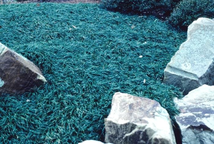 Sliver mist Mondo Grass (Ophiopogon japonicus 'Variegata') — reference photo