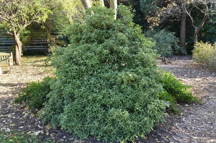 Fragrant Princess Tea Olive (Osmanthus heterophyllus 'Kaori hime') — reference photo
