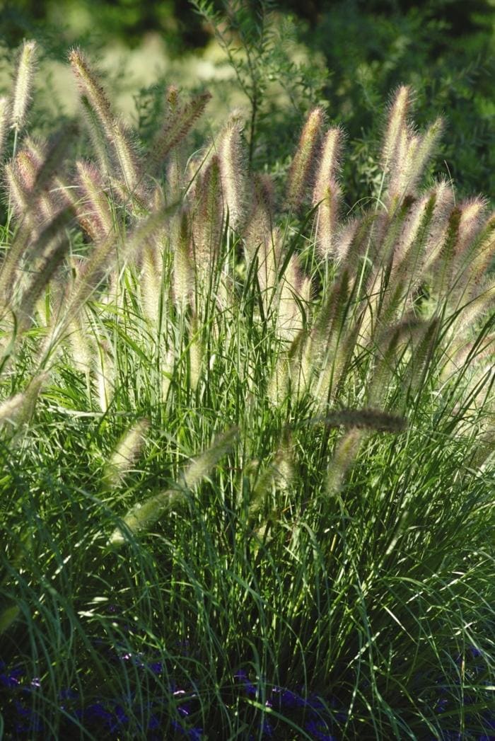 Hamlen Dwarf Fountain Grass (Pennisetum alopecuroides 'Hamlen) — reference photo