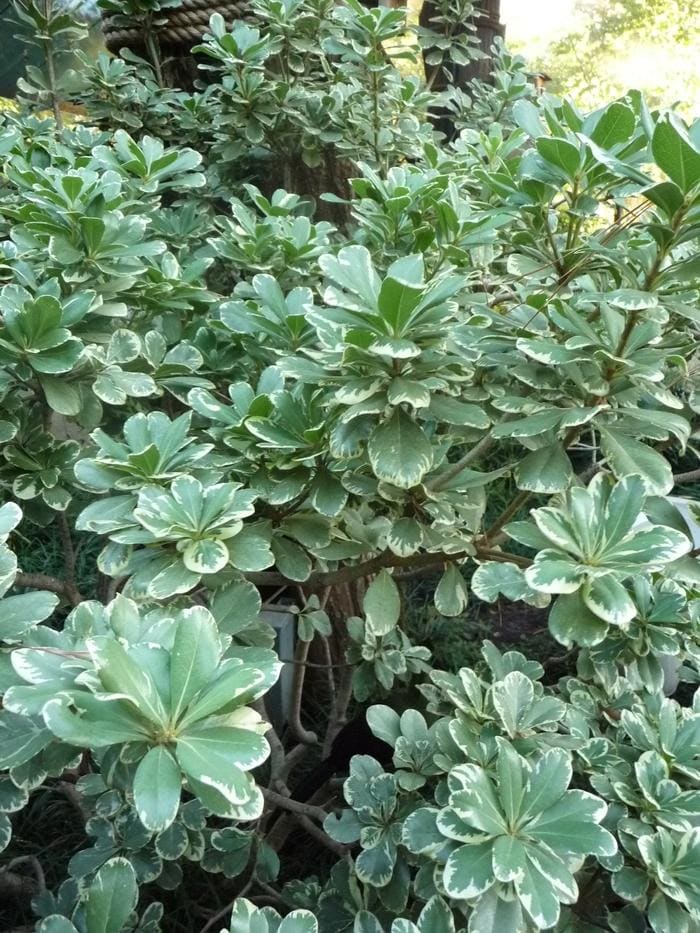 Variegated Pittosporum (Pittosporum tobira 'Variegata') — reference photo