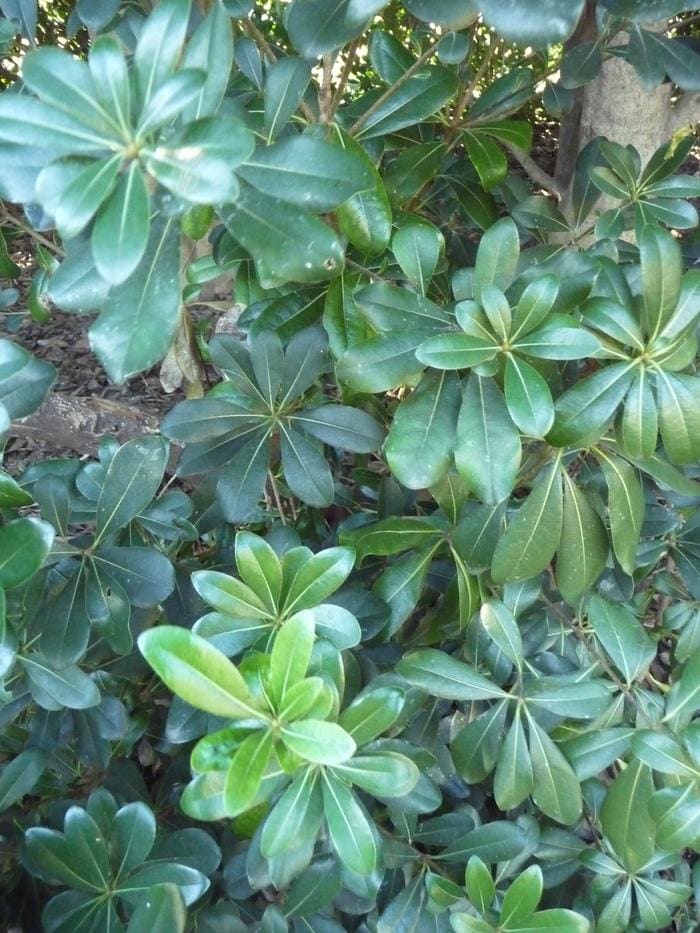 Dwarf Pittosporum (Pittosporum tobira 'Wheeler's dwarf') — reference photo