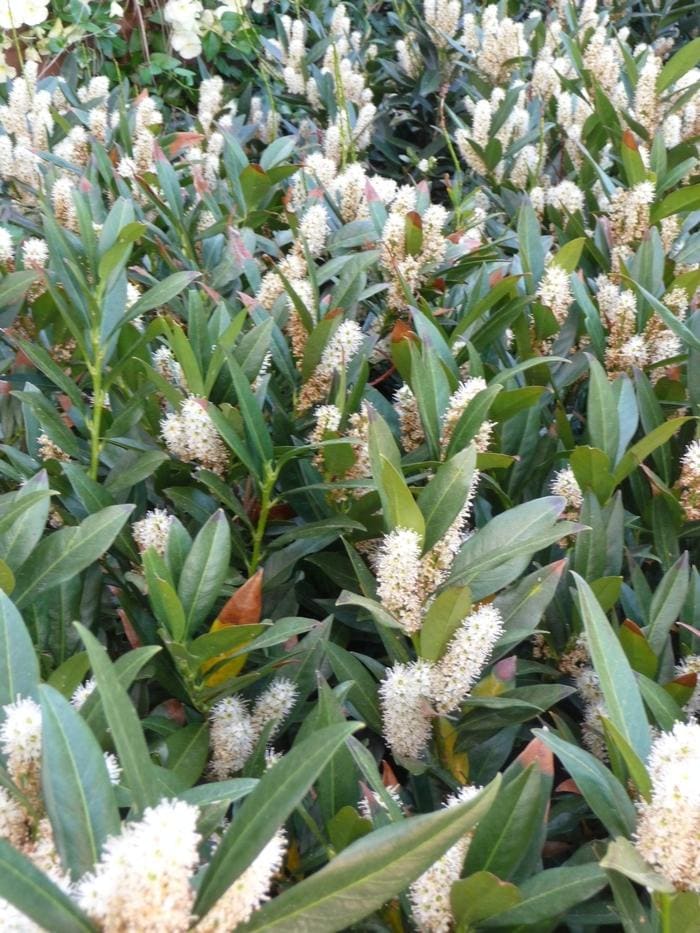 Otto Luyken Laurel (Prunus laurocerasus 'Otto luyken') — reference photo