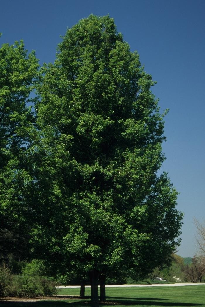Shinseiki Asian Pear (Pyrus serotina 'Shinseiki') — reference photo