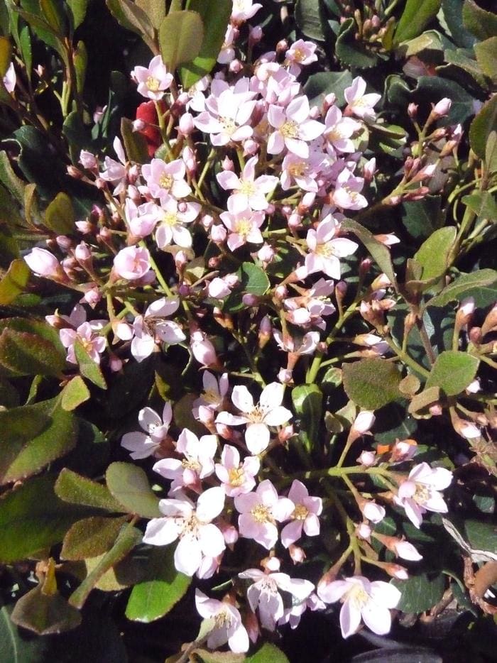 La Vida Mas(TM) Indian Hawthorn (Rhaphiolepis indica 'SMNRICS' pp#34144) — reference photo