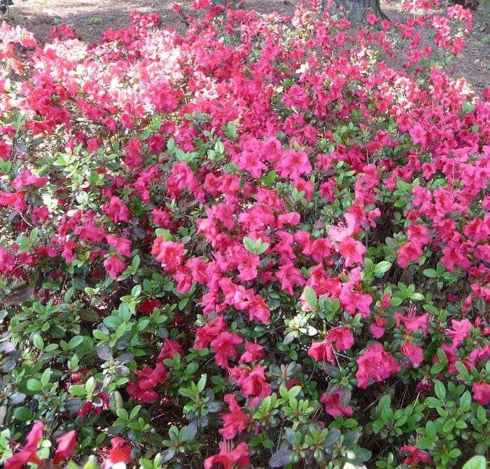 Red Formosa Azalea (Rhododendron indica 'Red formosa') — reference photo