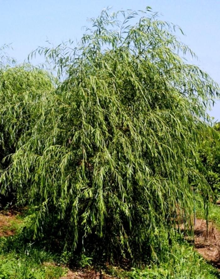 Scarlet Curls Willow (Salix × 'Scarlet curls') — reference photo