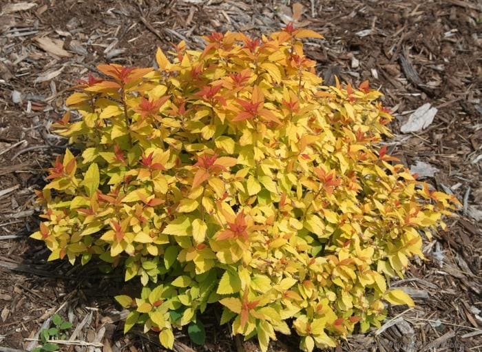 Double Play(R) Red Spiraea (Spiraea japonica 'SMNSJMFR' uspp 26,993 can 5,633) — reference photo