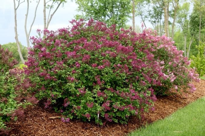 Double Play(R) Doozie Spirea (Spiraea × 'NCSX2' uspp 30953) — reference photo