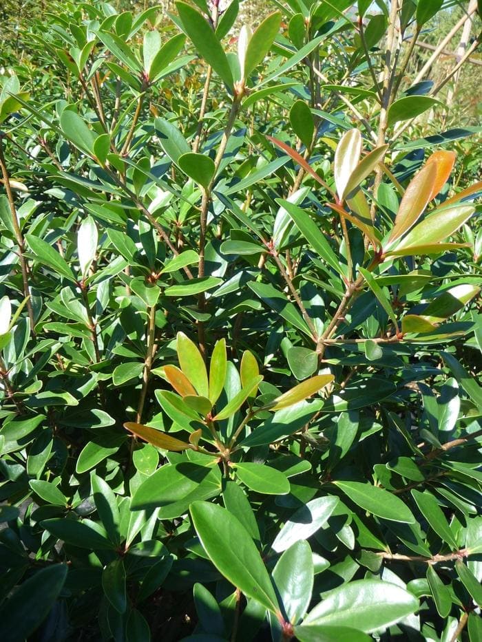 Japanese Cleyera (Ternstroemia gymnanthera) — reference photo