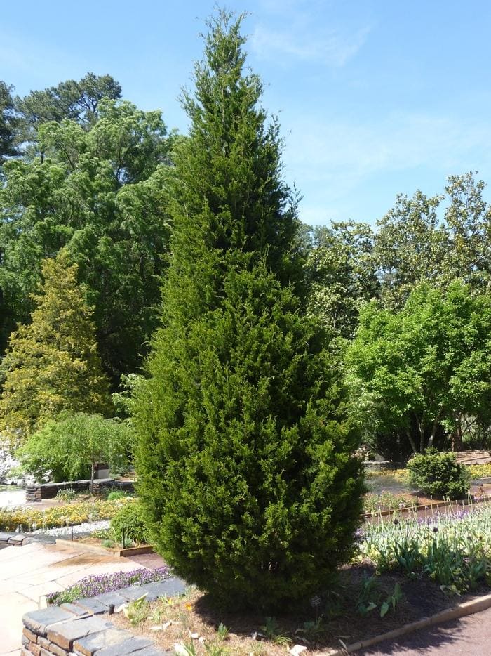 Full Speed A Hedge(R) Thin Man(R) Arborvitae (Thuja occidentalis 'SMTOTM' pp 25672) — reference photo