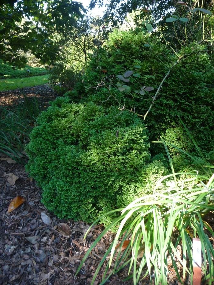 Hetzi Midget Eastern Arborvitae (Thuja occidentalis 'Hetz midget') — reference photo