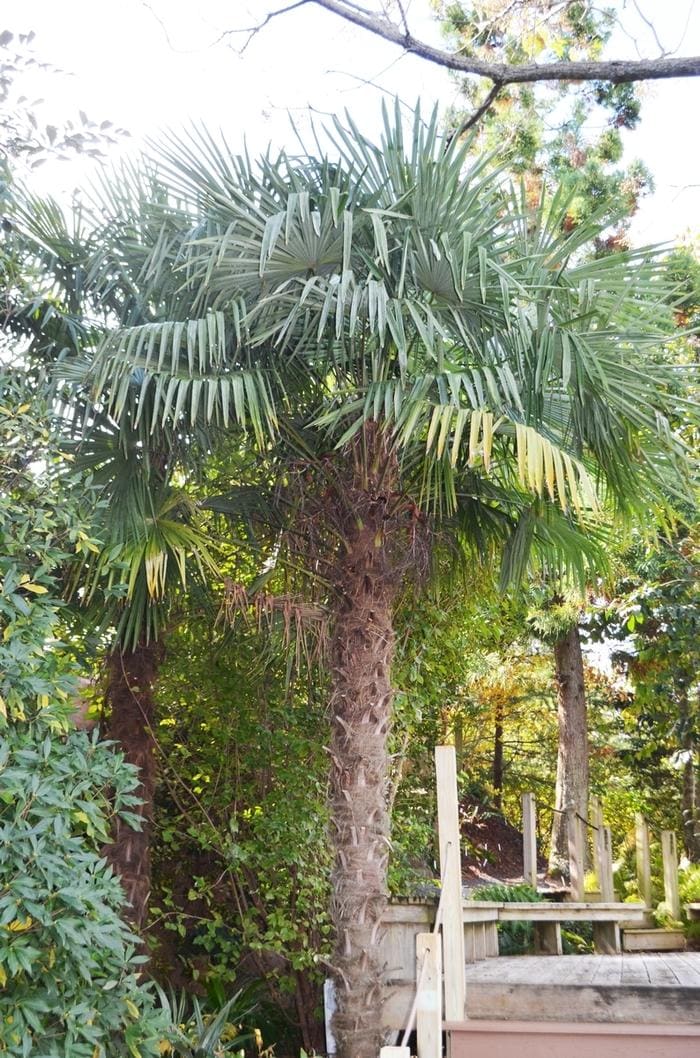 Windmill Palm (Trachycarpus fortunei) — reference photo